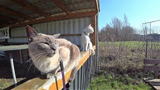 Anleitung: Gassi mit einer Katze oder 2 Katzen gleichzeitig & Training mit Leine (umfassende Info)