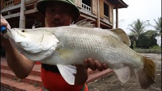 CÁ VƯỢC NƯỚNG PHỦI -MỘT NGÀY ĐI CÂU  VỚI CAO THỦ SĂN CÁ  NHEO KHỔNG LỒ  - PHẦN 2