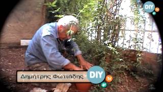 Πολλαπλασιασμός φυτών με παραφυάδες @ www.diytv.gr