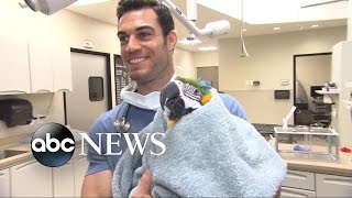 Dr.evanantin 'Sexiest Beast Charmer Alive' Goes Viral