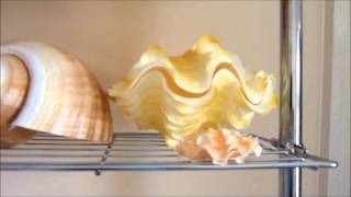 seashells collection