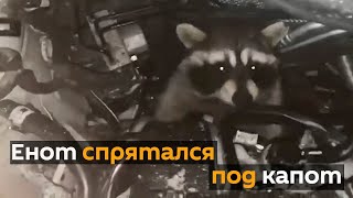 Чудный шум мотора: енот спрятался под капот автомобиля