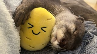 やかましく近づいてきて様々な可愛い寝方を披露するカワウソ！otter approaching noisily and showing various cute sleeping positions!