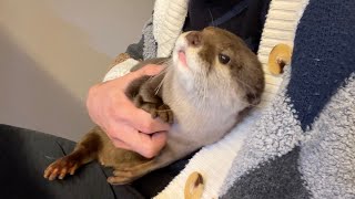 いつも飼い主の近くにいるが、その距離感に性格の差が出るカワウソと猫 Otter and cat close to their owners but with different distances