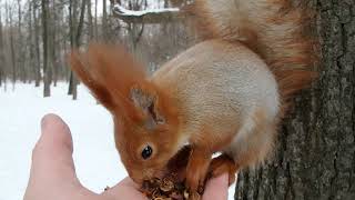 Удалось нормально покормить Рыжую / Managed to feed the Redhead normally