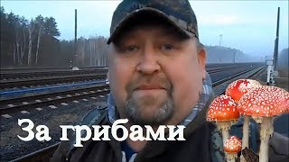Поход в лес за грибами в ноябре,  сбор грибов, жарю сало на костре.