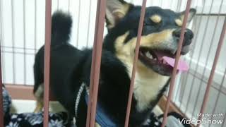 【噛み噛み柴犬×チワワミックス】 before→after　Dog Rescue