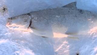 Commercial Ice fishing Great Slave Lake