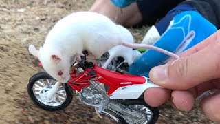 Rat Race - Buttery Vlogs Ep8