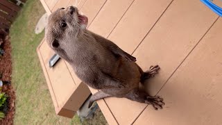 カワウソがサーモン丸ごともらうと食べ方に変化が起きる！ When an otter gets a whole salmon, it changes the way it eats!