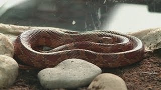 Snake on a plane: Man's pet scares passengers on board EasyJet flight