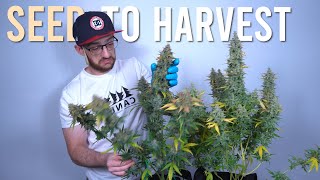 BEGINNERS SEED TO HARVEST GUIDE: AUTOFLOWER CLOSET GROW