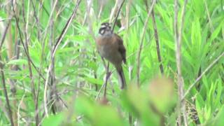 野鳥：ホオジロ／Wild Birds: Siberian Meadow Bunting