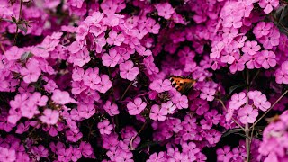 Spiritual Energy Cleanse | 432Hz Relaxation Music | Detox Meditation | Solfeggio Healing Tones