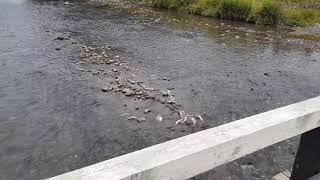 Река Коль. Камчатка. Путина 2018. Kohl River. Kamchatka. Putin's 2018.