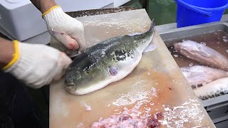 南知多・職人によるトラフグ捌き