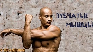 ЗУБЧАТЫЕ МЫШЦЫ.  8 Упражнений