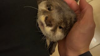 カワウソさくら 飼い主がわんわんランドで犬に囲まれてきた時の反応もすごかった otter sniffing its owner that smells like a dog