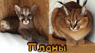 ПЛАНЫ НА НОВОГО ПИТОМЦА | О поступлении на биофак