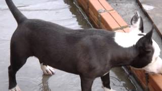 Pitbull brincando na água