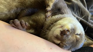 いつも通り昼寝するが、いつもより遥かに脱力しすぎてマスコット感の強いカワウソ Otter with a relaxed, mascot-like appearance