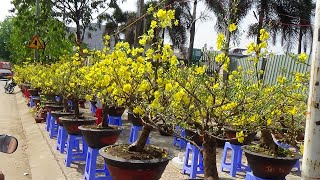 CHƠ HOA TRƯA 30 TẾT 2020  TẠI ĐƯỜNG  LÊ THỊ RIÊNG Q12- TPHCM