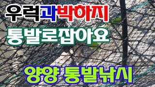 [차핑TV]양양 통발낚시