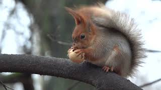 Белка и орех. Зарисовка / Squirrel and nut. Sketch