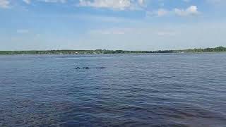 Запорожье немного тишины 27.07.2022
