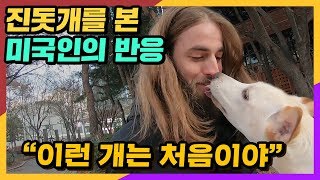 진돗개를 본 미국인의 반응  (ft.이런 개는 처음이야)