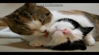 Mèo con dễ thương#mèo quậy phá hài nhất 2016#mèo làm xiếc vui nhộn
