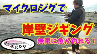 美味しいカマスが５ｇのジグで無限に釣れる！