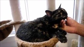 Second Chance Animal Rescue
