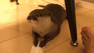 カワウソさくら イタズラし怒られるが可愛こぶり乗り切ろうとするカワウソ otter trying to escape cutely