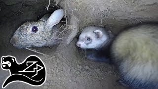 Ferret Pursuit - Sunrise Ferreting 14