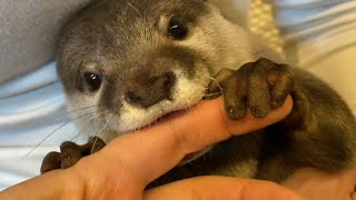 カワウソさくら トイレを流すように消えていくカワウソ otter that runs away in a fun way