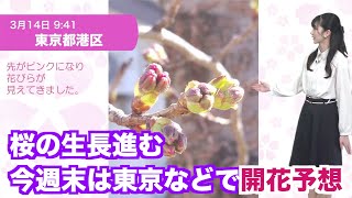 さくらの生長進む 今週末は東京で開花予想
