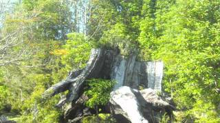Los Tesoros del Bosque Templado Valdiviano