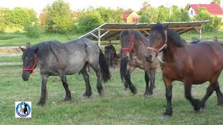 -Rasplodne kobile , pastuvi i rasna ždrebad s ranča Serdara u Okučanima -2018