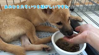 保護犬が心を開いてくれるまでの1週間の記録