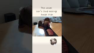 Otter ate the cold yellowtail in season! #otter #cat #animal #yellowtail