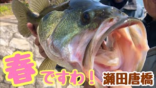 いよいよ瀬田川唐橋でも釣れ出したよ！