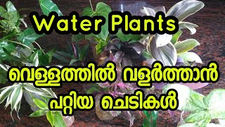 Easy available water plants||വെള്ളത്തിൽ വളരുന്ന ചെടികൾ