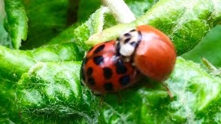 Ladybugs Mating: Beneficial Insects in the Garden!
