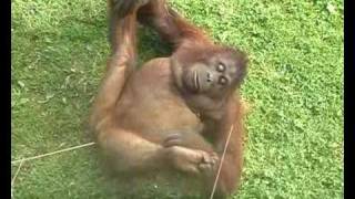 Gorilla Orgasm Orangutan Lust. She's almost human!