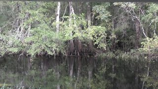 THE TRAIL TO BIGFOOT: The BoneTrail