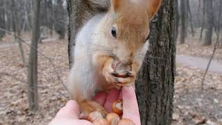 Рыжая, Длинноухий и ещё одна белочка / Redhead, Long-eared and another squirrel
