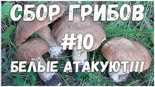 Сбор грибов #10 // Белые грибы // Лисички  // Подберёзовики // Лес // Жизнь в деревне