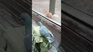 Два голубя против одной белки / Two pigeons against one squirrel