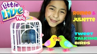 Little Live Pets Romeo and Juliette |Tweet Talking Singing Birds Review